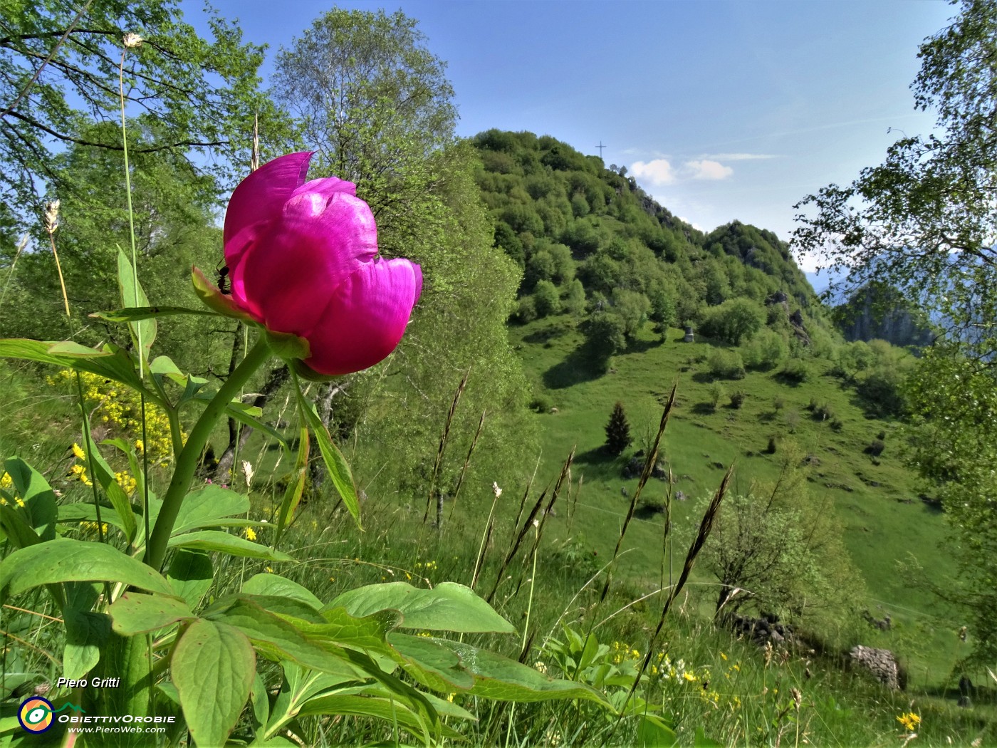 02  Peonia officinalis (Peonia selvatica) in piena fioritura con vista sul Monte Zucco.JPG